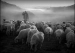 Moutons en chine - Jean Lapujoulade
